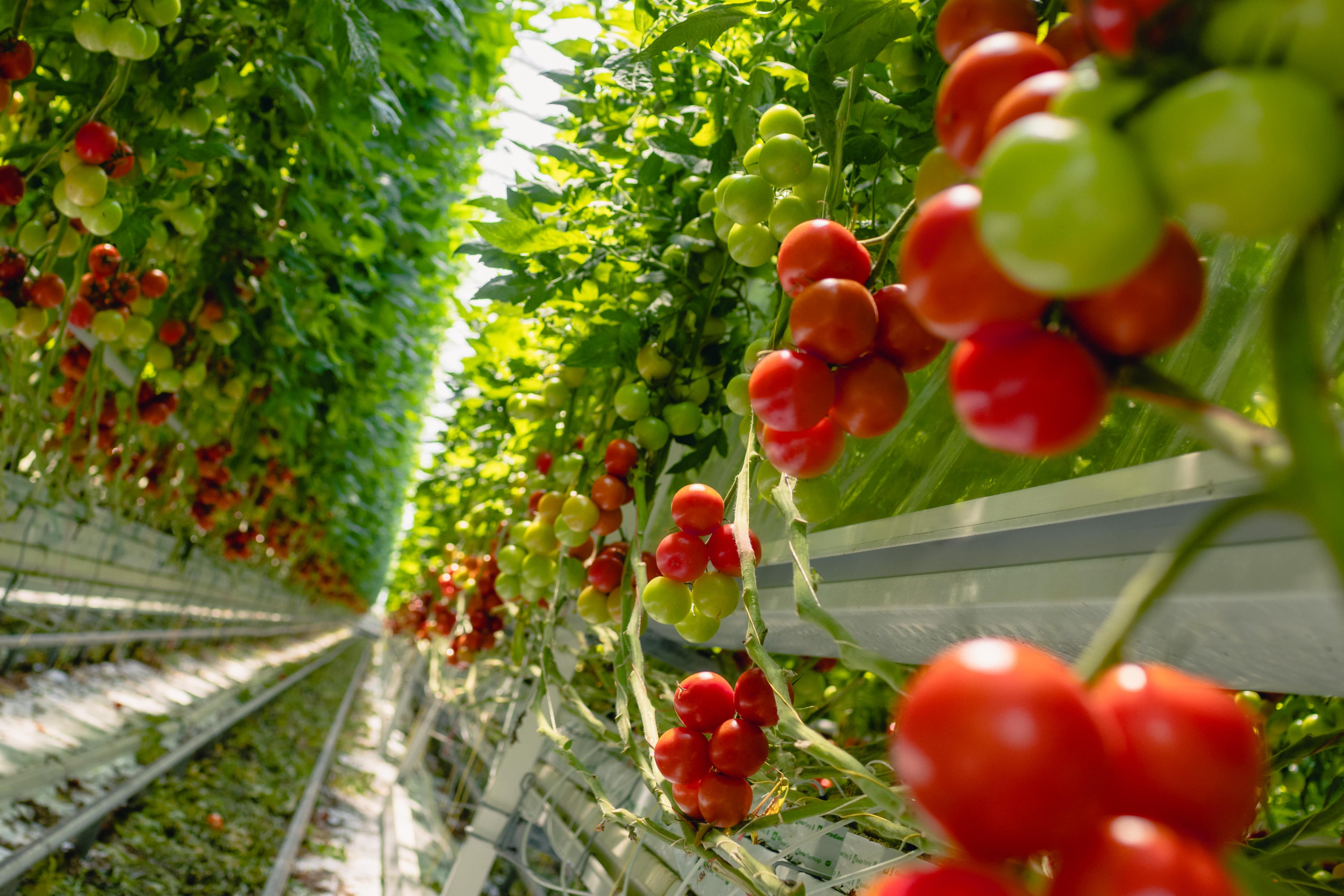 15 jaar duurzaamheid met Duijvestijn Tomaten en SchermNed