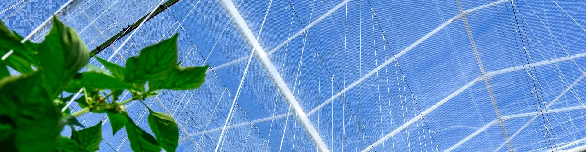 Phormium introduceert Diamond: maximale lichtbenutting met behoud van energiebesparing