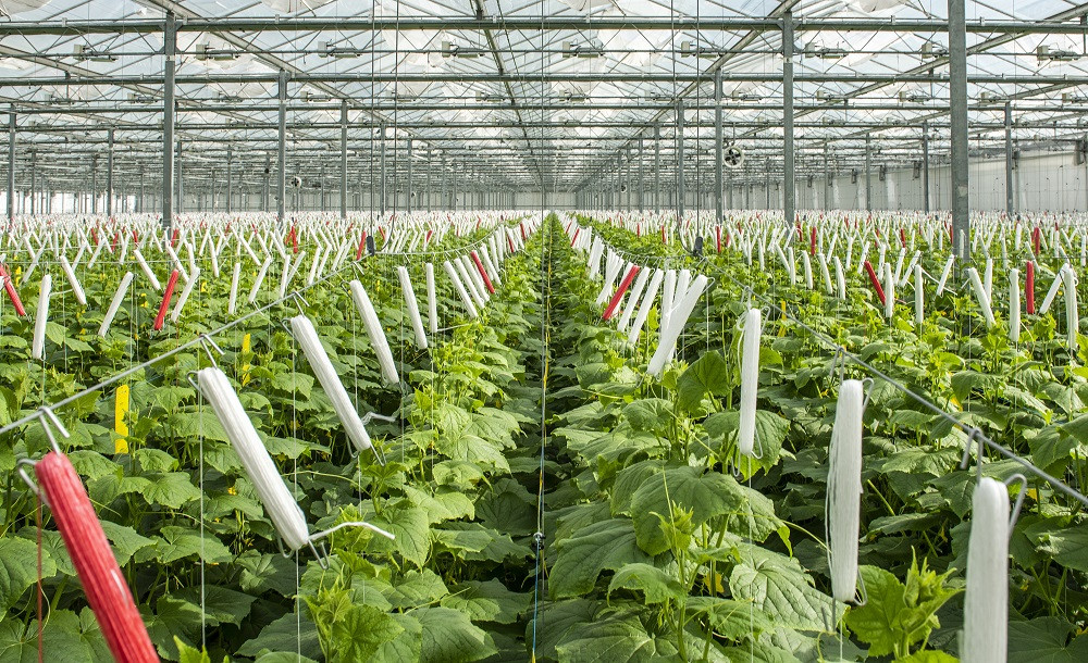 Harmonicagaas versus Insectenfilter systeem