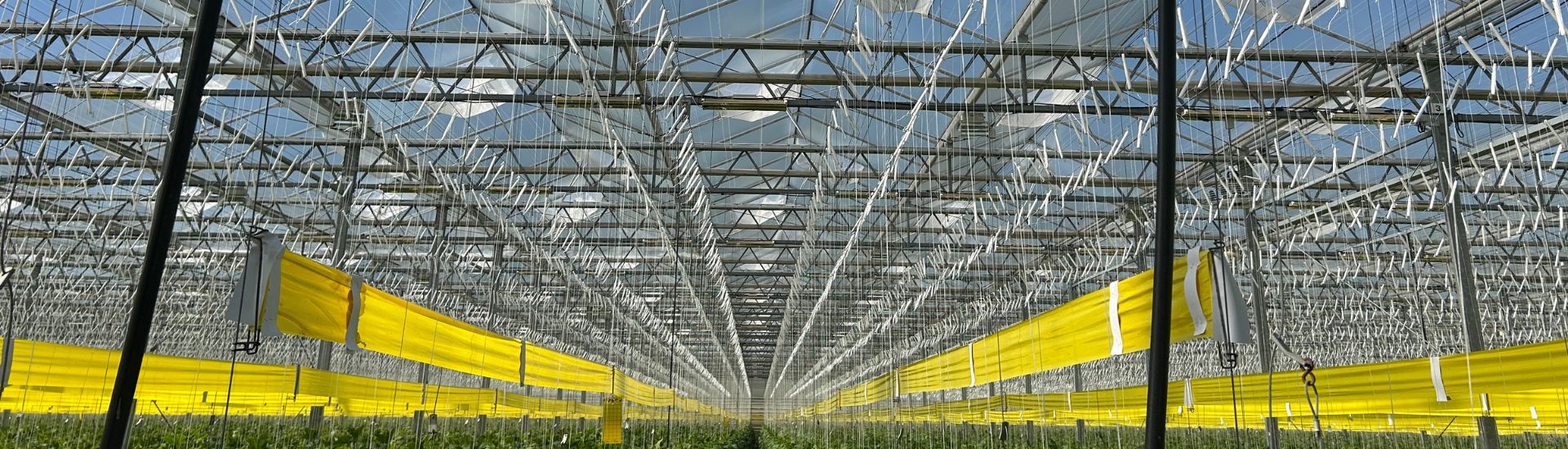 Vitarom protects its crops with insectnetting filtersystem